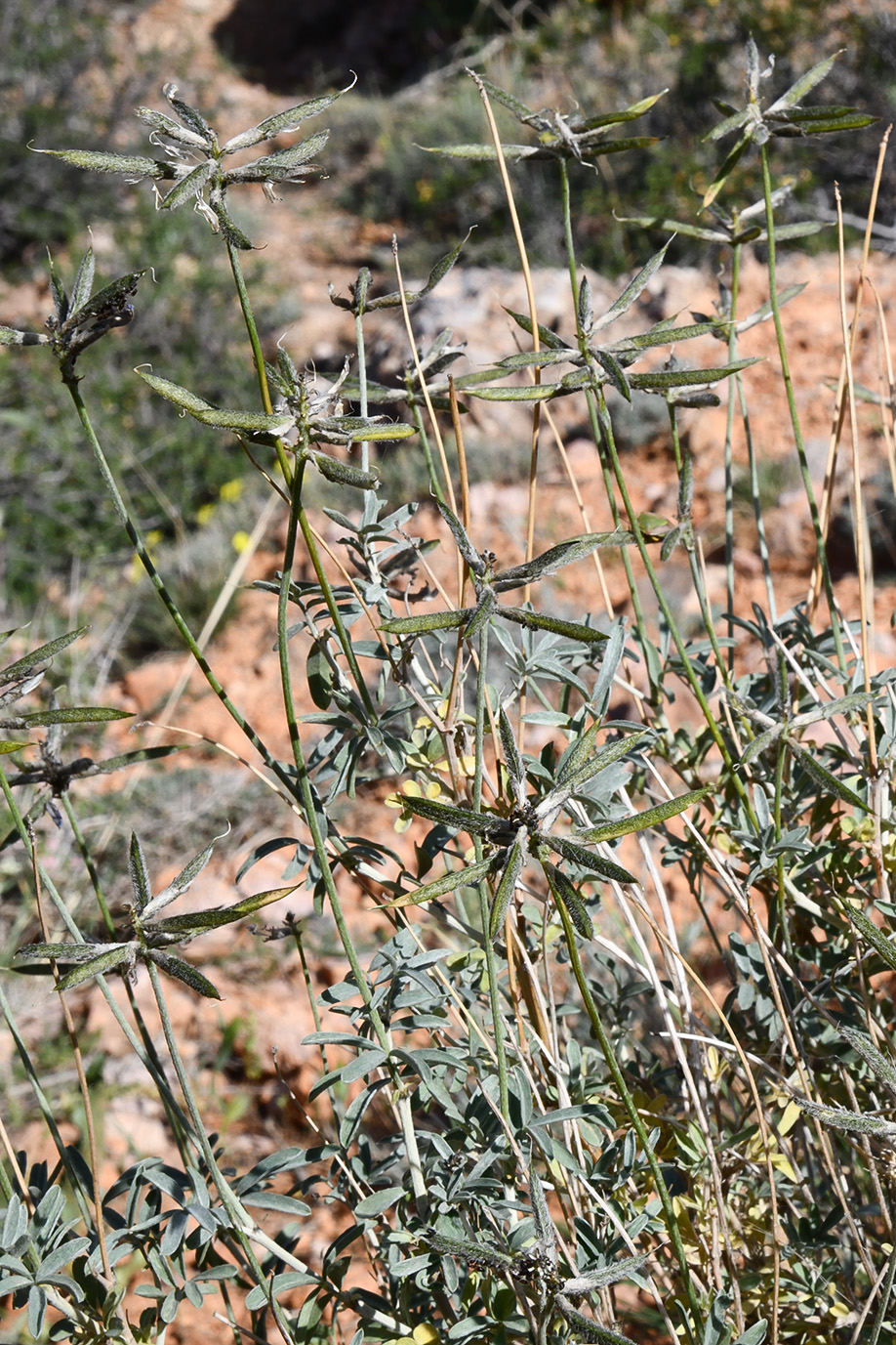 Image of genus Astragalus specimen.