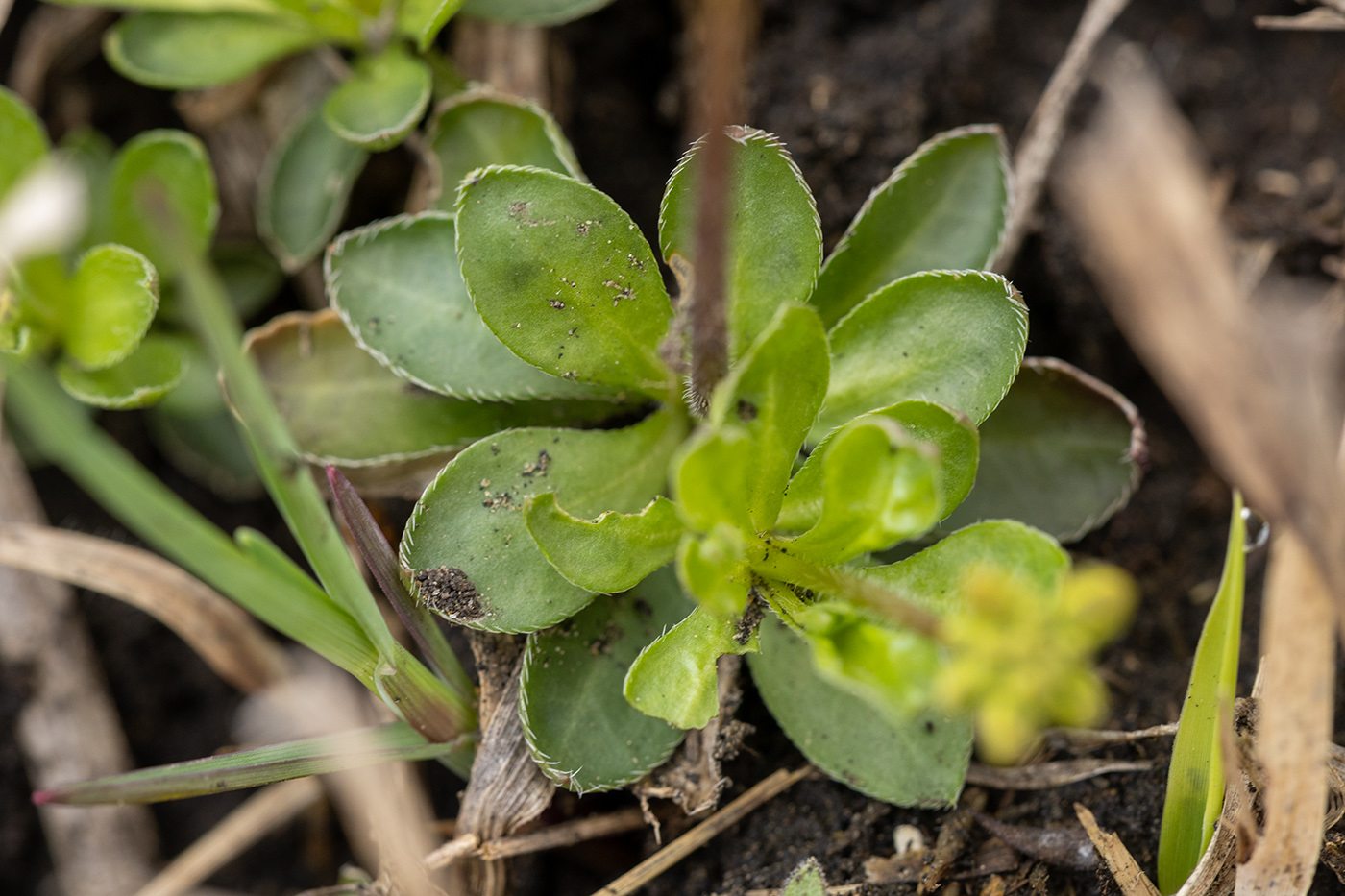 Image of Draba sibirica specimen.