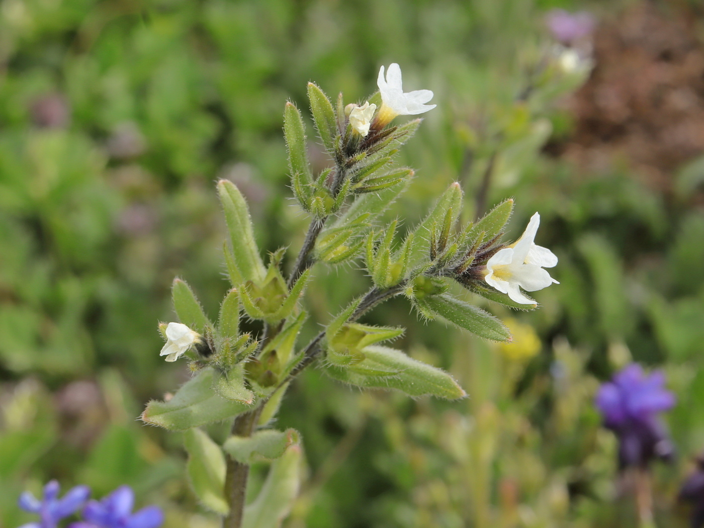 Image of Buglossoides rochelii specimen.
