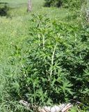 Delphinium cuneatum. Вегетирующее растение. Ульяновская обл., Мелекесский р-н, окр. пос. Вишенка, Медвежий овраг, луг на дне балки. 15.06.2024.