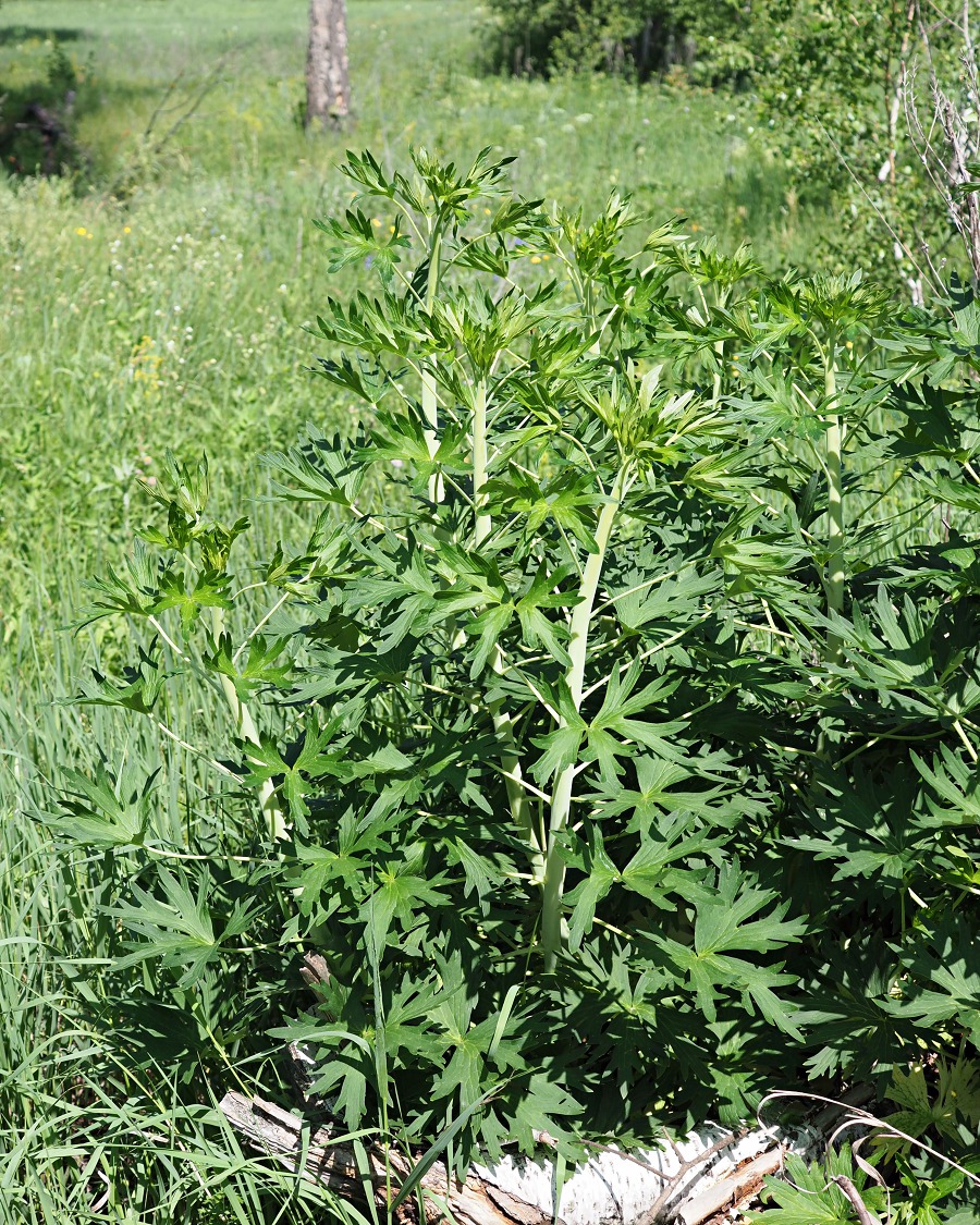 Image of Delphinium cuneatum specimen.