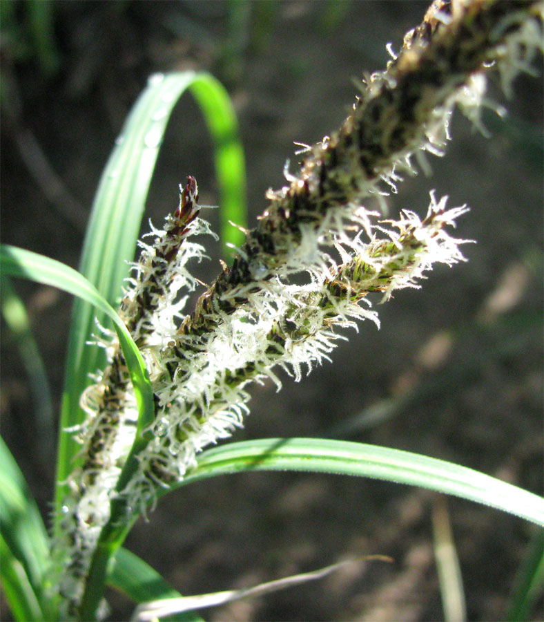 Изображение особи Carex acuta.