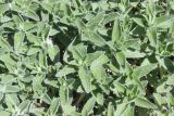 Nepeta parviflora. Верхушки побегов с молодыми листьями. ЛНР, г. Луганск, балка Калмыцкий яр, склон юго-в. экспозиции, петрофитная степь. 06.04.2026.