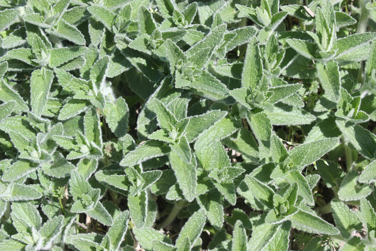 Image of Nepeta parviflora specimen.