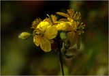 Chelidonium majus. Соцветие с раскрывшимися цветками и бутоном. Московская обл., Раменский р-н, окр. дер. Хрипань, садовый участок. 14.05.2026.