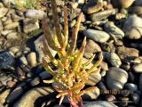 genus Salicornia. Солерос сжатый. Salicornia depressa. В природе. Галифакс 17.09.2015.