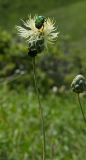 Rhaponticoides ruthenica