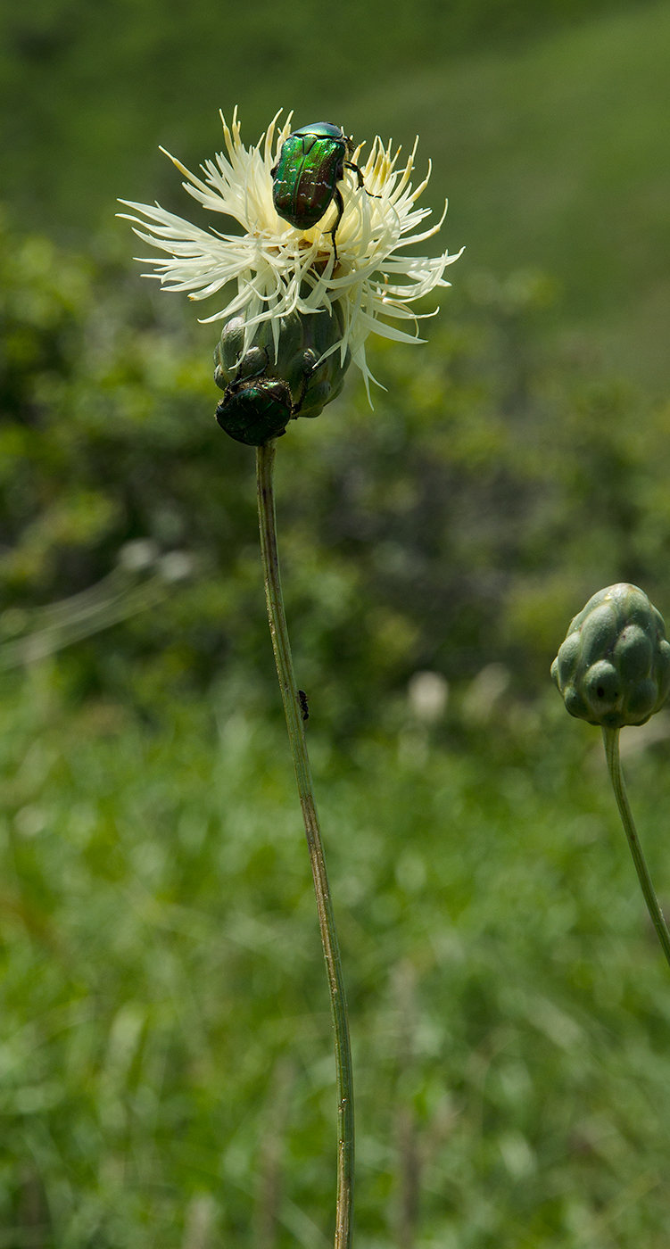 Image of Rhaponticoides ruthenica specimen.