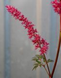genus Astilbe. Боковое соцветие. Московская обл., г. Подольск, СНТ, у забора частного участка. 22.07.2026.