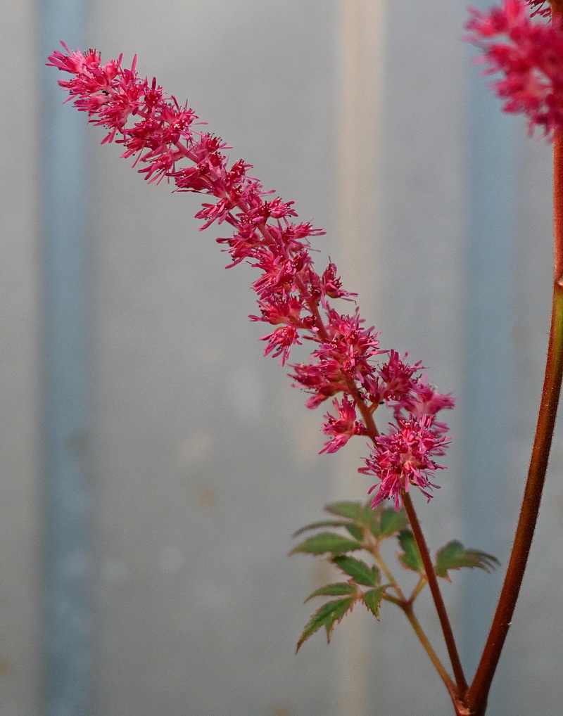 Image of genus Astilbe specimen.