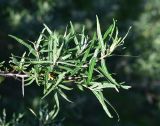 род Hippophae