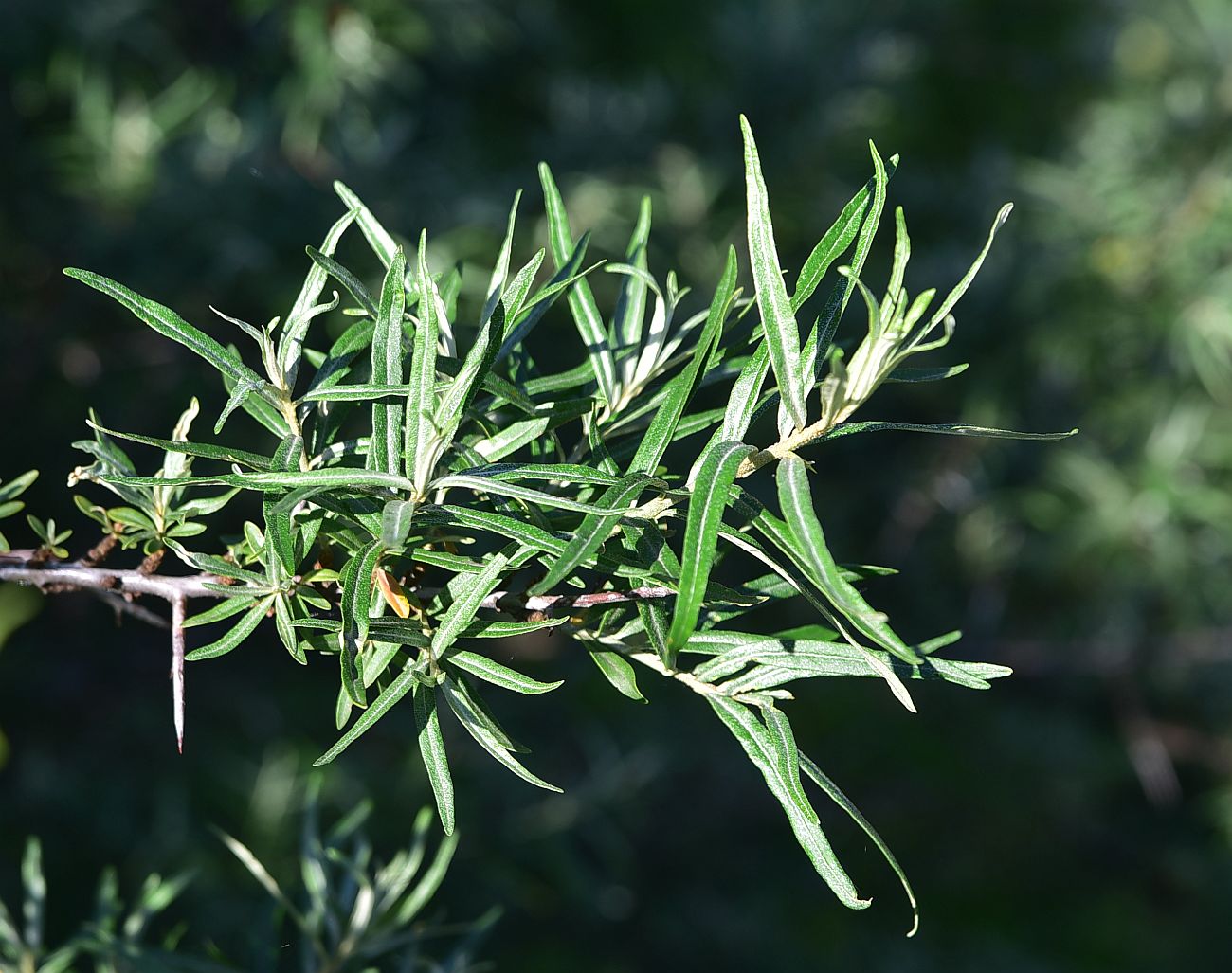 Image of Hippophae rhamnoides specimen.
