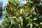 Magnolia grandiflora. Верхушка побега с плодом. Узбекистан, г. Ташкент, Юнусабадский р-н, парковая зона, в городском озеленении, в культуре. 26.07.2026.