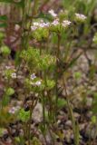 Valerianella pumila