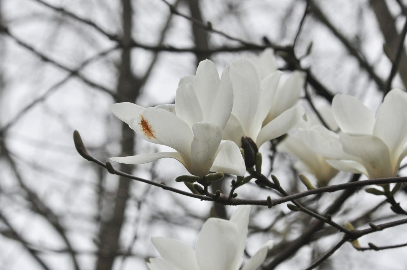 Image of Magnolia denudata specimen.