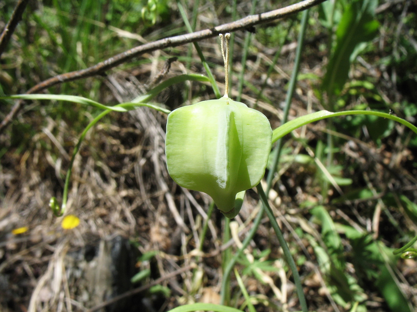 Изображение особи Fritillaria kolbintsevii.