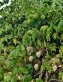 Cardiospermum grandiflorum. Части побегов с плодами разной степени зрелости. Португалия, о-в Мадейра, г. Фуншал, на каменной стене. 09.06.2026.