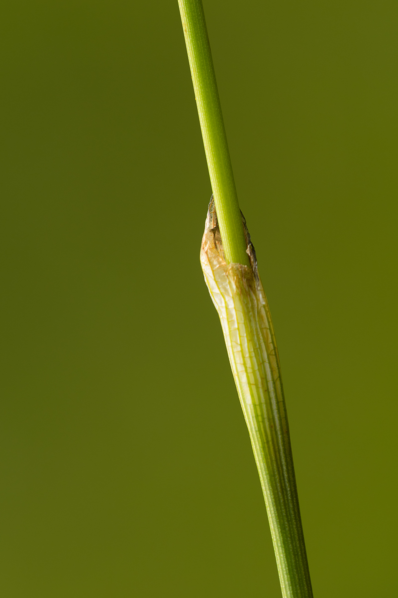 Изображение особи Eriophorum vaginatum.