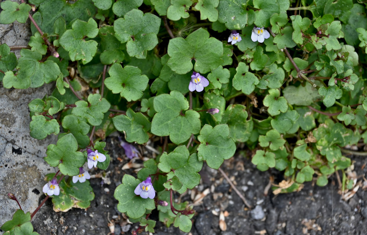 Image of Cymbalaria muralis specimen.