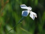 Dianthus elongatus