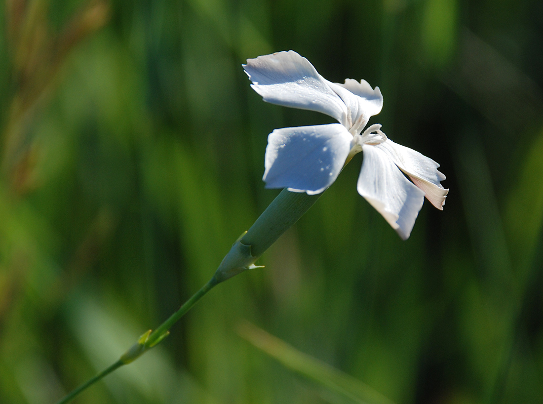 Image of Dianthus elongatus specimen.