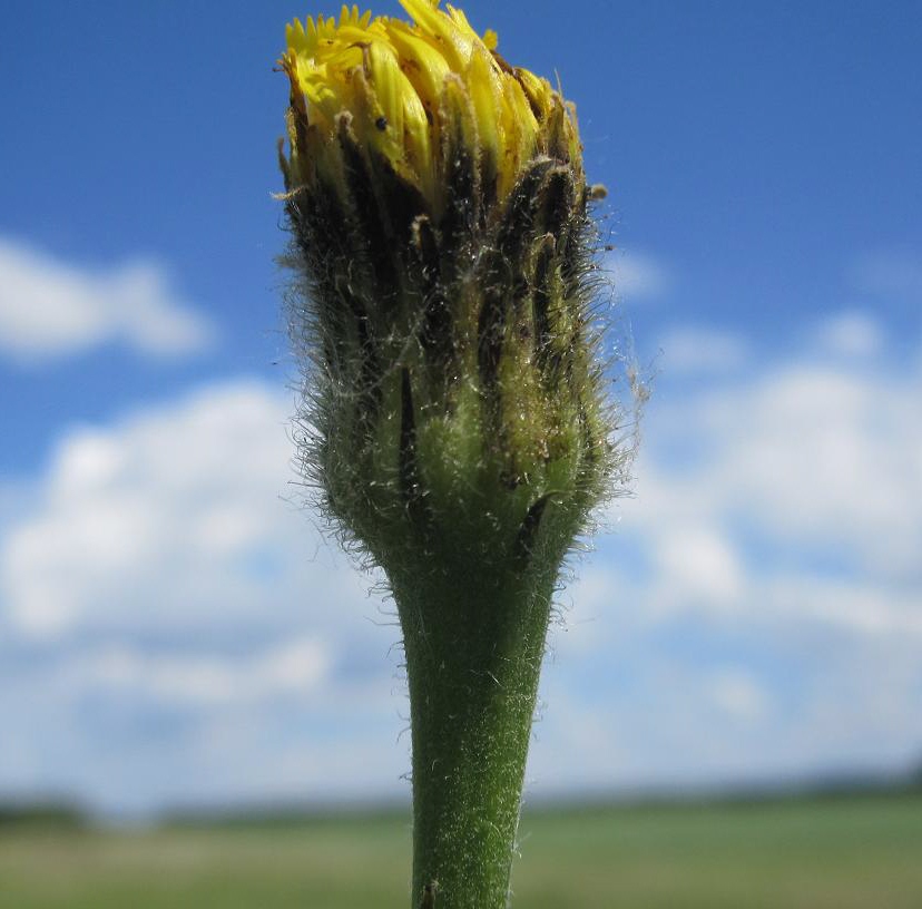 Изображение особи Trommsdorffia maculata.