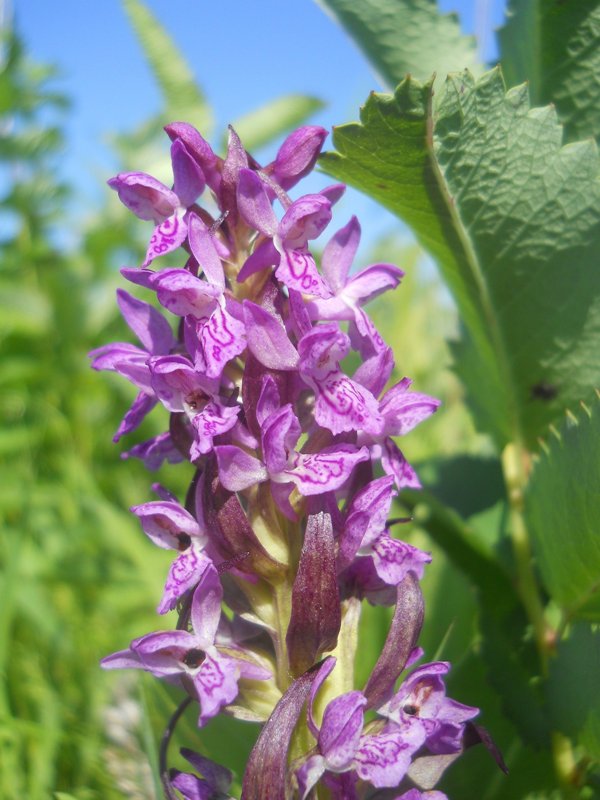 Изображение особи Dactylorhiza incarnata.