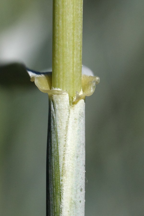 Image of Leymus arenarius specimen.