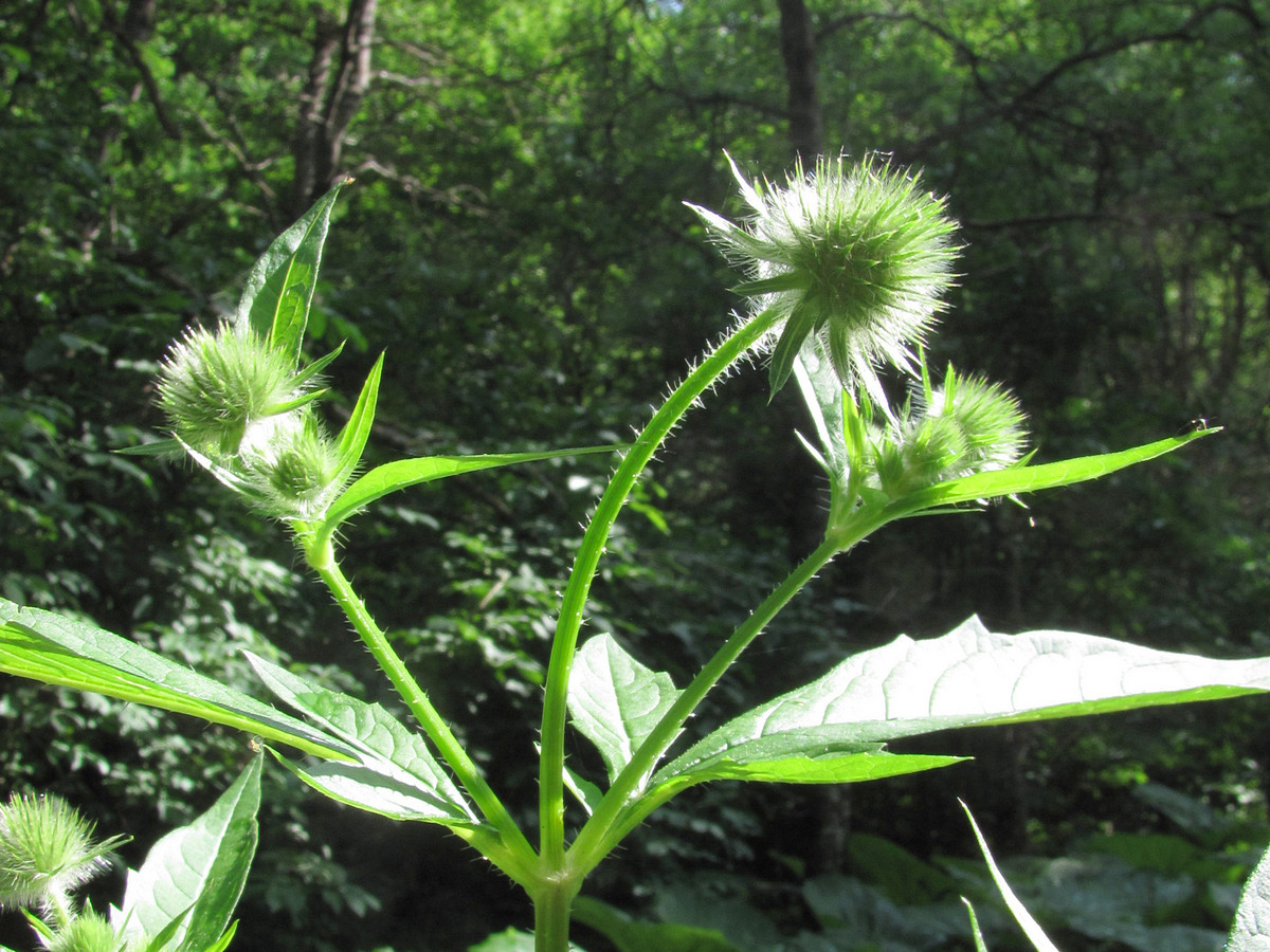 Image of Dipsacus pilosus specimen.