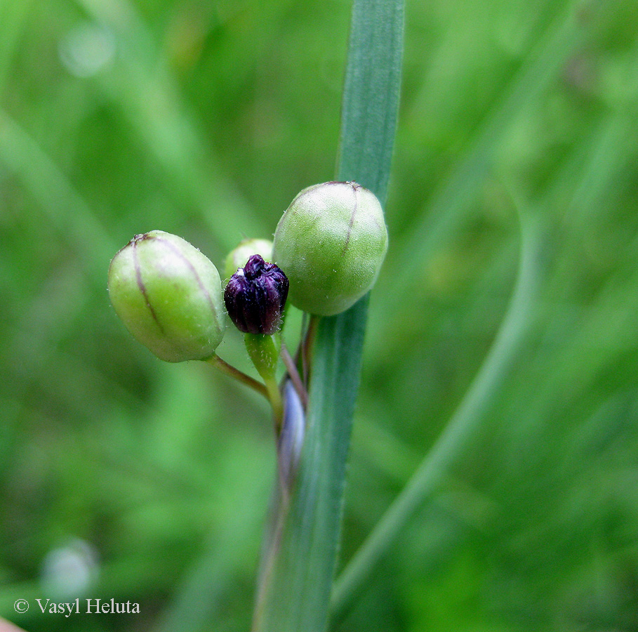 Image of Sisyrinchium septentrionale specimen.