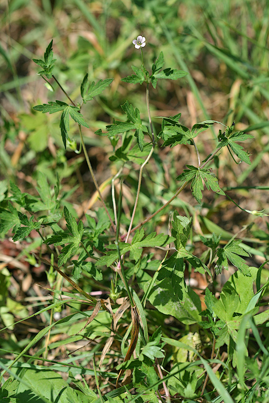 Изображение особи Geranium sibiricum.