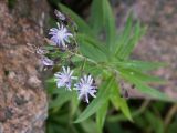 Lactuca sibirica. Верхушка стебля с соцветиями. Санкт-Петербург, Старый Петергоф, берег Финского залива. 21.08.2008.