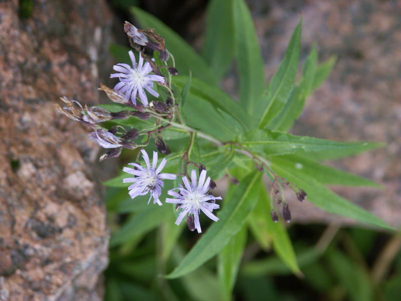 Изображение особи Lactuca sibirica.