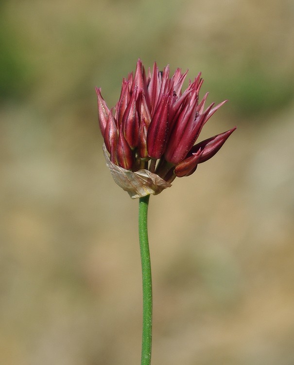 Image of Allium inconspicuum specimen.