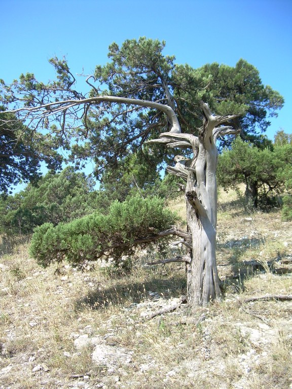 Image of Juniperus excelsa specimen.