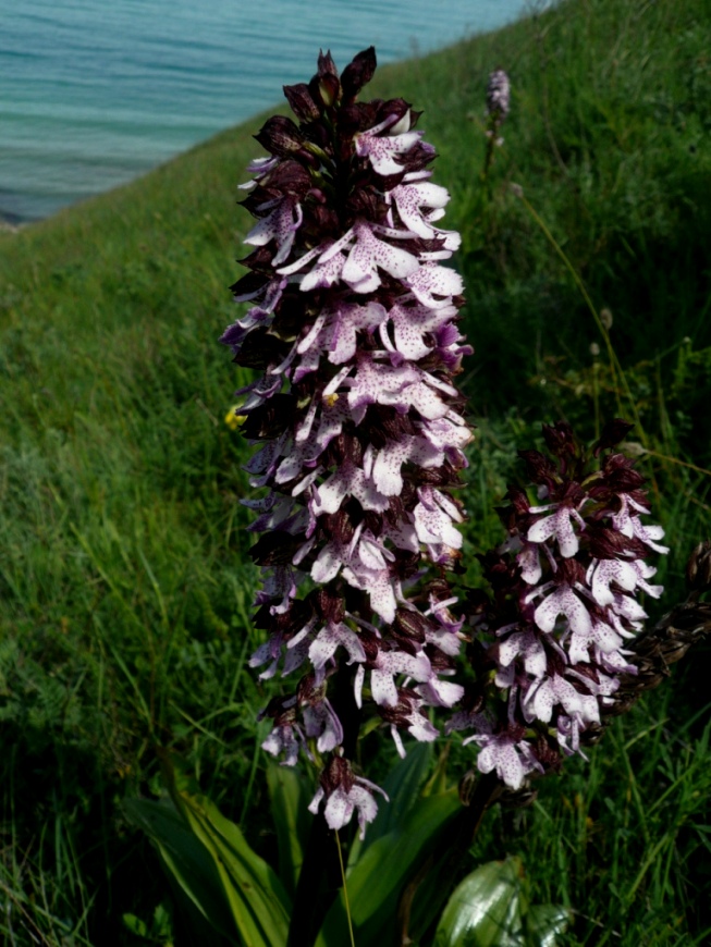 Изображение особи Orchis purpurea.