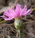 Centaurea borysthenica. Соцветие. Украина, Днепропетровская обл., Петриковский р-н, с. Кулеши, на песке между сосновыми лесонасаждениями. 15.10.2011.