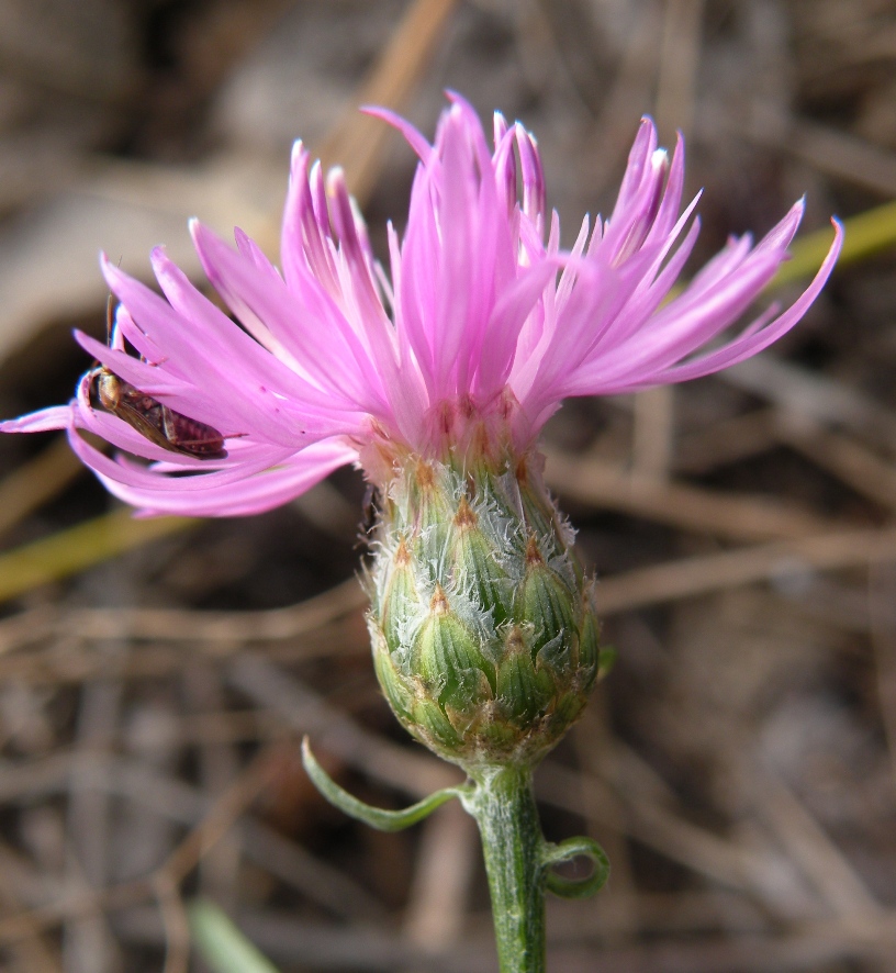 Image of Centaurea borysthenica specimen.