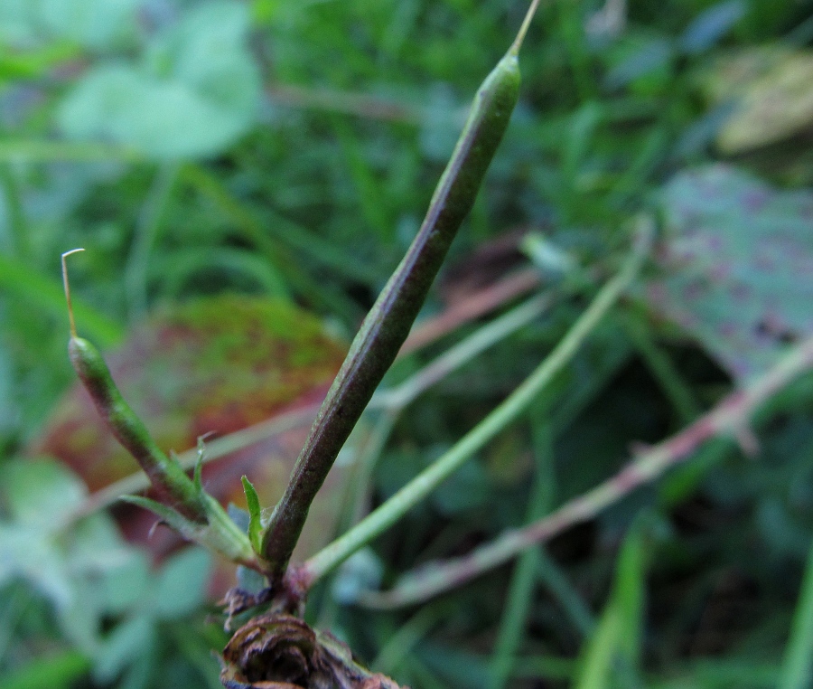 Image of genus Lotus specimen.