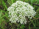 Pimpinella saxifraga. Соцветие. Коми, окр. г. Сыктывкар, Алёшино, берег р. Вычегды, край проселочной дороги. 16.07.2011.