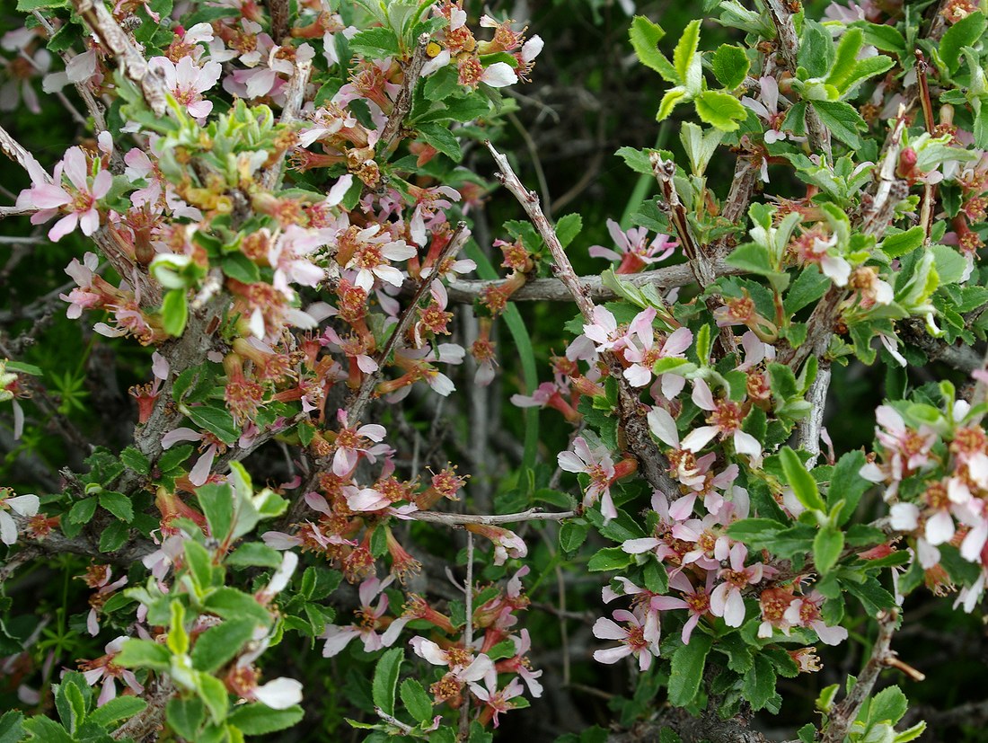 Image of Cerasus erythrocarpa specimen.