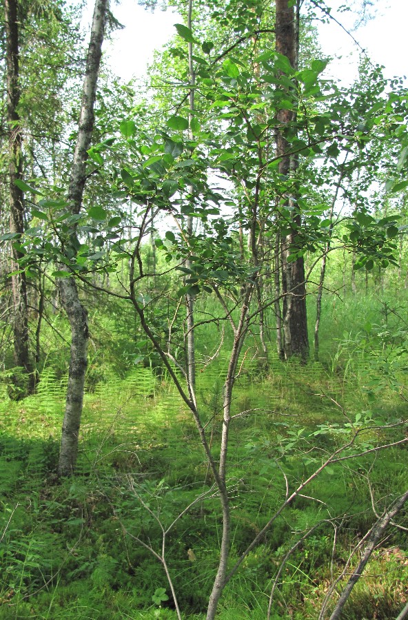 Image of Salix starkeana specimen.