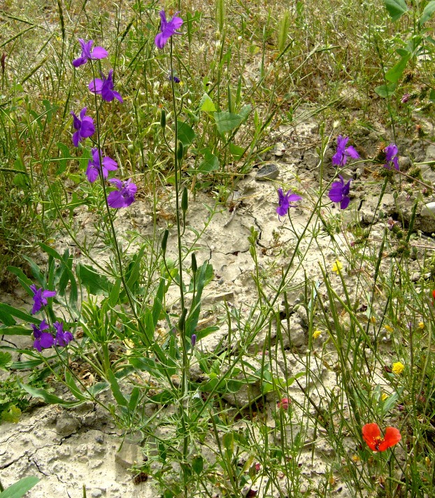 Image of Delphinium hispanicum specimen.