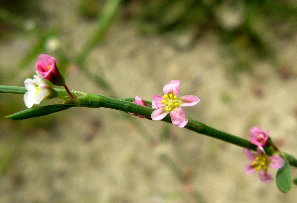 Image of Polygonum hyrcanicum specimen.