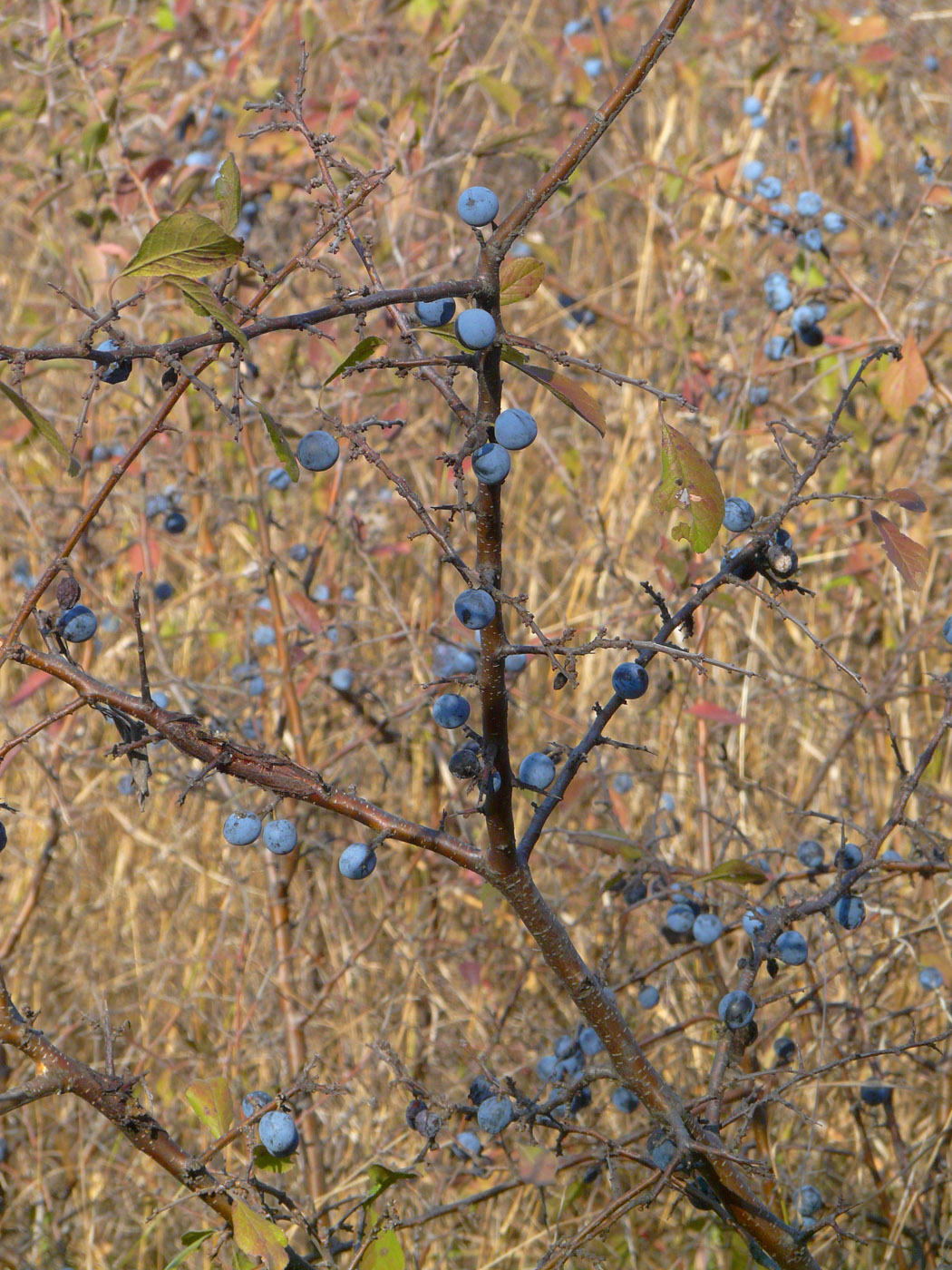 Image of Prunus spinosa specimen.