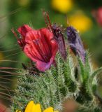 Echium angustifolium