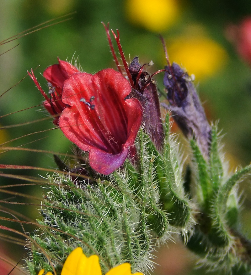 Изображение особи Echium angustifolium.