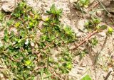 Portulaca oleracea