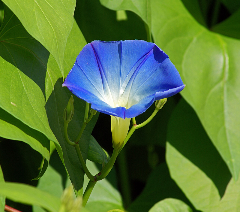 Изображение особи Ipomoea tricolor.