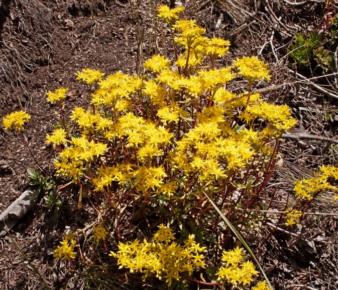 Изображение особи Aizopsis hybrida.